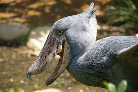 Know The Birds: 10 Birds With Longest & Weirdest .
